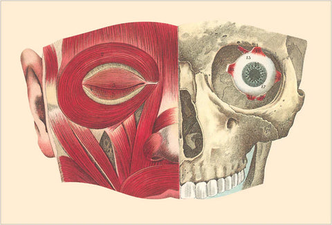 Facial Muscles Bones Sticker Vintage Image